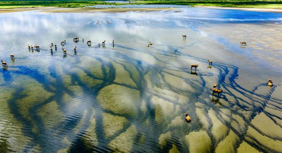 Exploring picturesque summer scenery at Tiaozini Wetland in Jiangsu's Dongtai